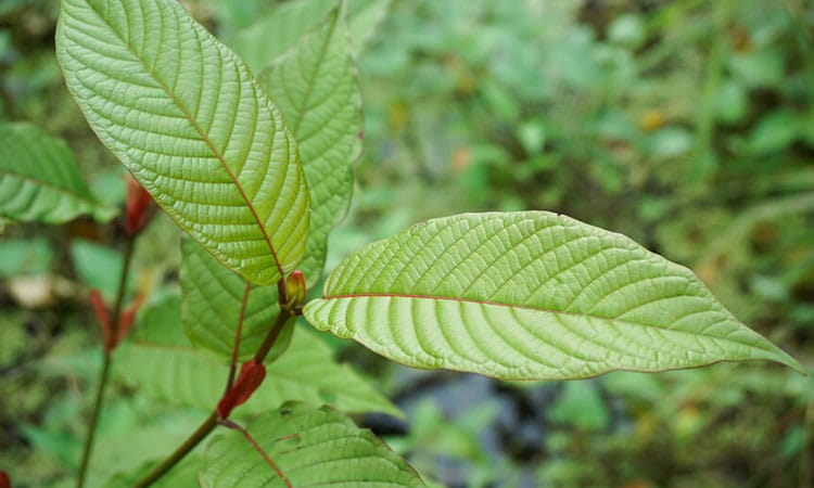 Red Malay Kratom